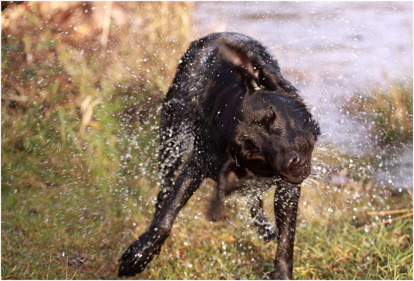 Ein Labrador nach dem Baden