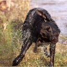 Ein Labrador nach dem Baden