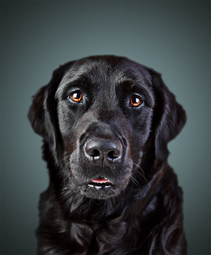 Ein Labrador-Portrait