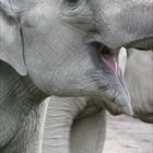 Ein lachender Elefant :-))