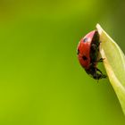 Ein Ladybird