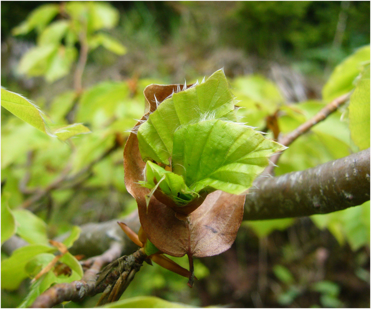 Ein Lächeln der Natur