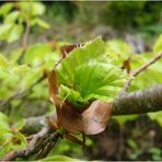 Ein Lächeln der Natur