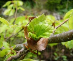 Ein Lächeln der Natur