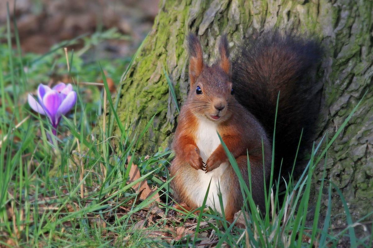 Ein Lächeln für den Frühling! (Frühlingshörnchen 1)