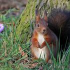 Ein Lächeln für den Frühling! (Frühlingshörnchen 1)