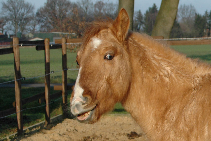 Ein Lächeln für meine Buddies