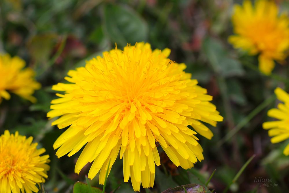 Ein Lächeln im Frühling