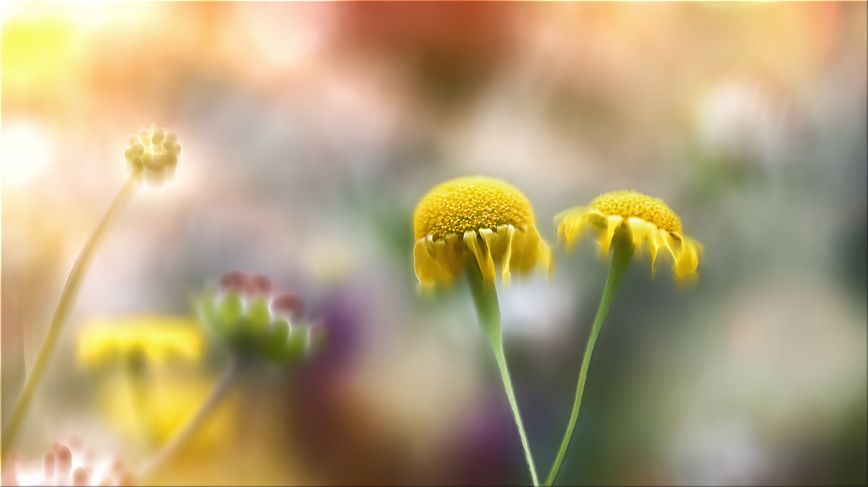 ein lächeln wagen auf das strahlen der blüte ...