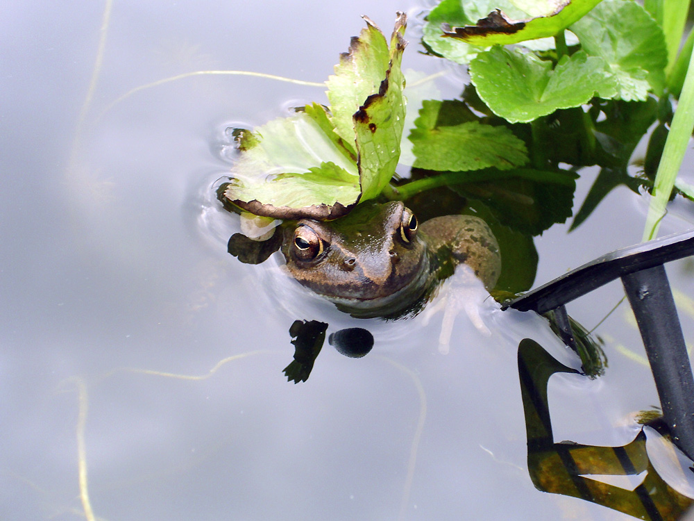 Ein lächelnder Frosch