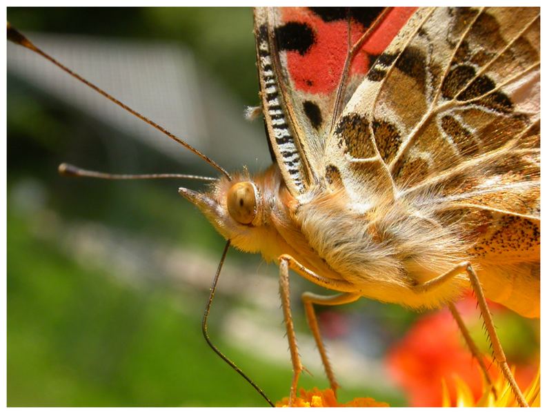 Ein lächelnder Schmetterling