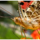 Ein lächelnder Schmetterling