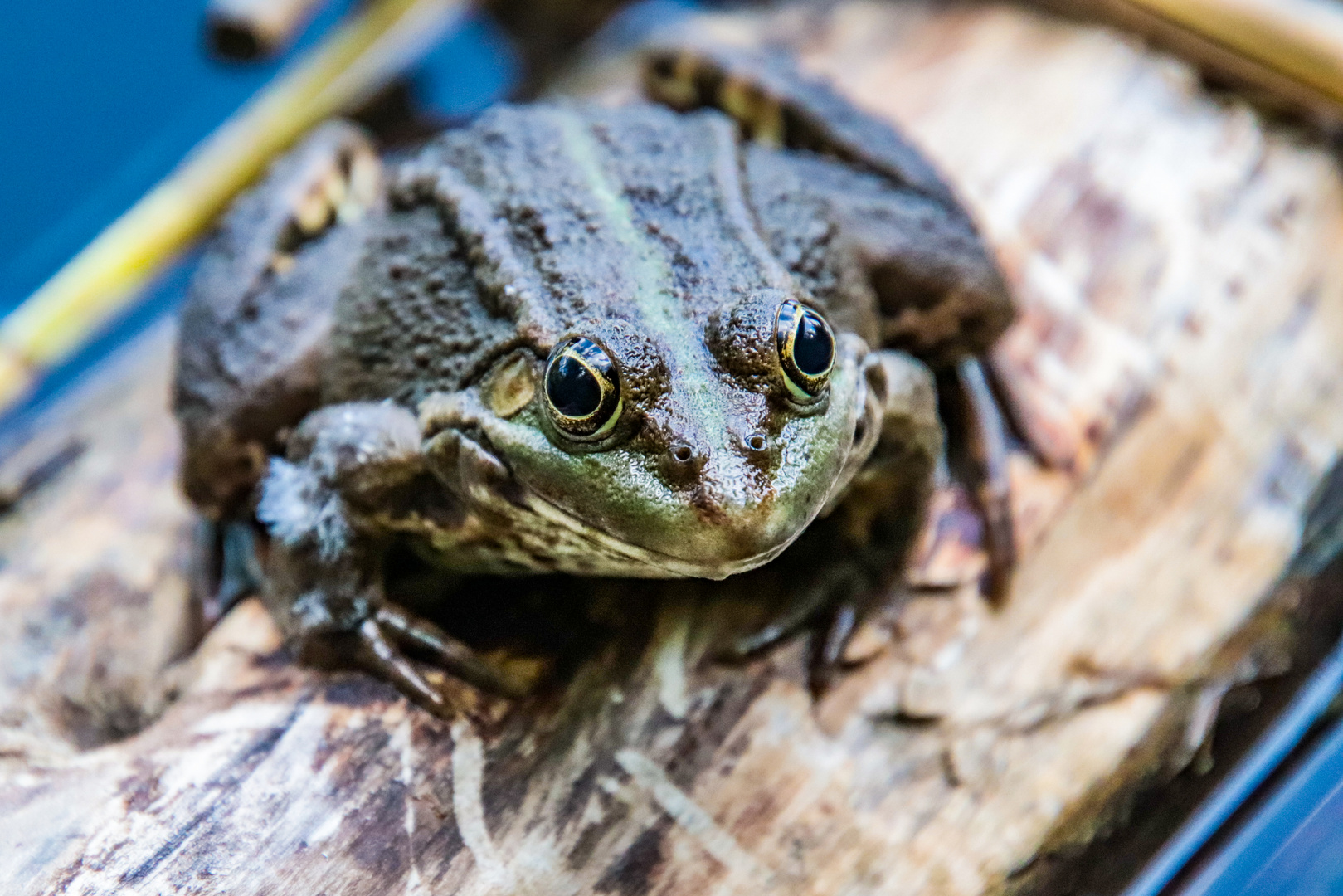 Ein lächelnder Seefrosch