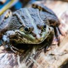 Ein lächelnder Seefrosch