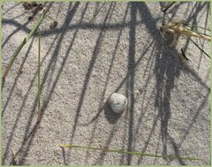 ein lächelnder Stein und Schatten auf der Düne / Kühlungsborn, Ostsee