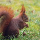 ein lächelndes Hörnchen.