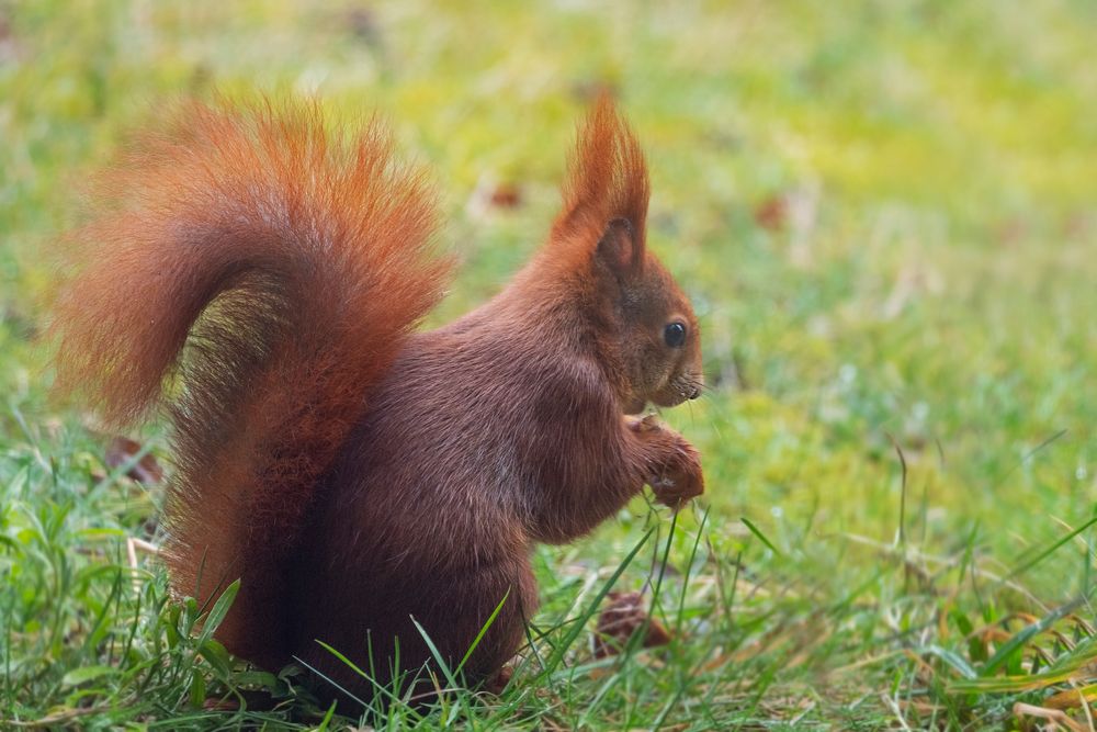 ein lächelndes Hörnchen.