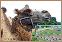 Ein lächelndes Kamel