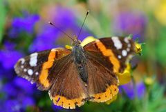 Ein lädierter Admiral im Blumenkisterl!