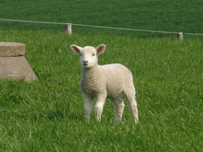 Ein Lämmchen bei Ulsnis-SL