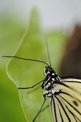 Ein Lämmchengesicht im Schmetterling