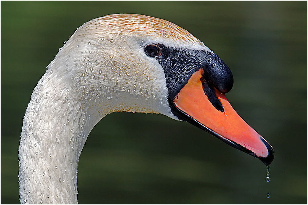 Ein Lätzchen für den Schwan!