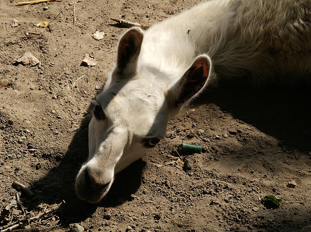 Ein Lama am Boden