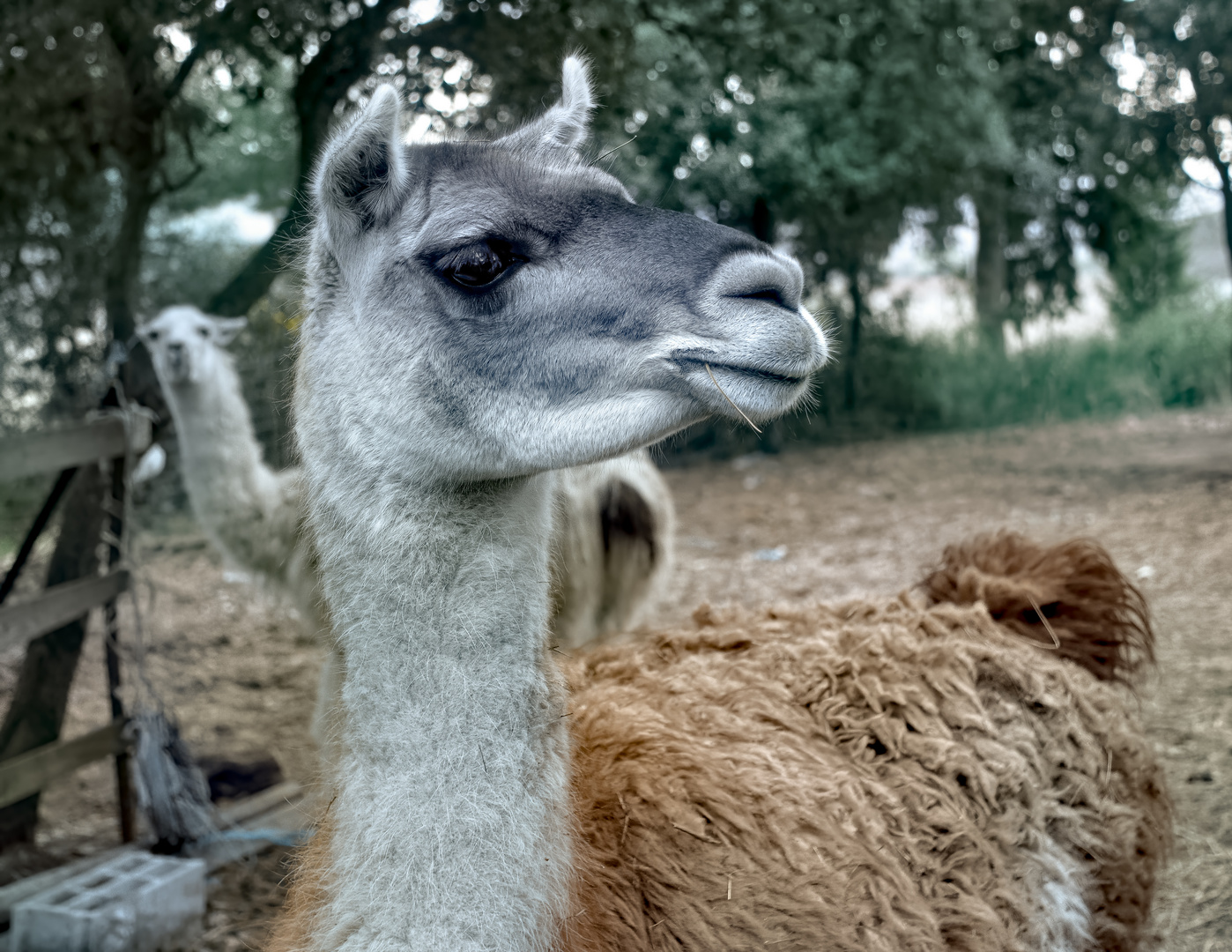 Ein Lama im Minervois