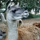 Ein Lama im Minervois