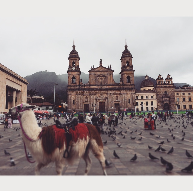 Ein Lama in Bogota, Kolumbien