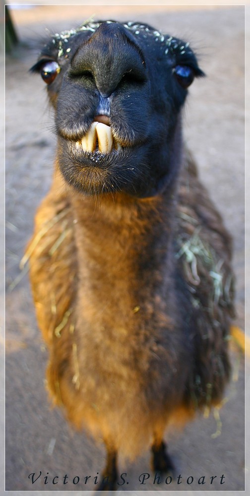 Ein Lama muss zum Zahnarzt