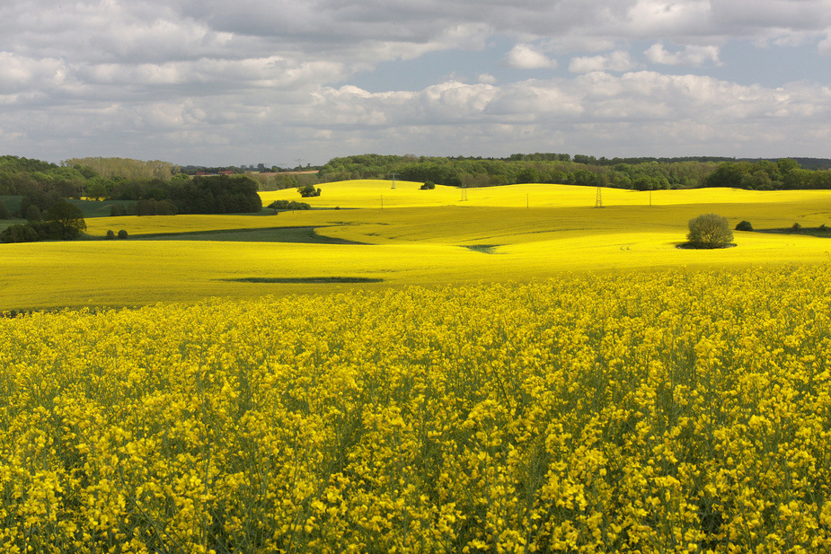 Ein Land in Gelb