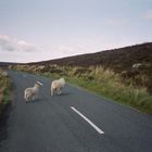 Ein Land wo Schafe Vorfahrt haben...