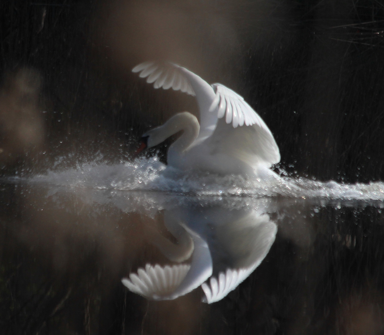 Ein landender Schwan