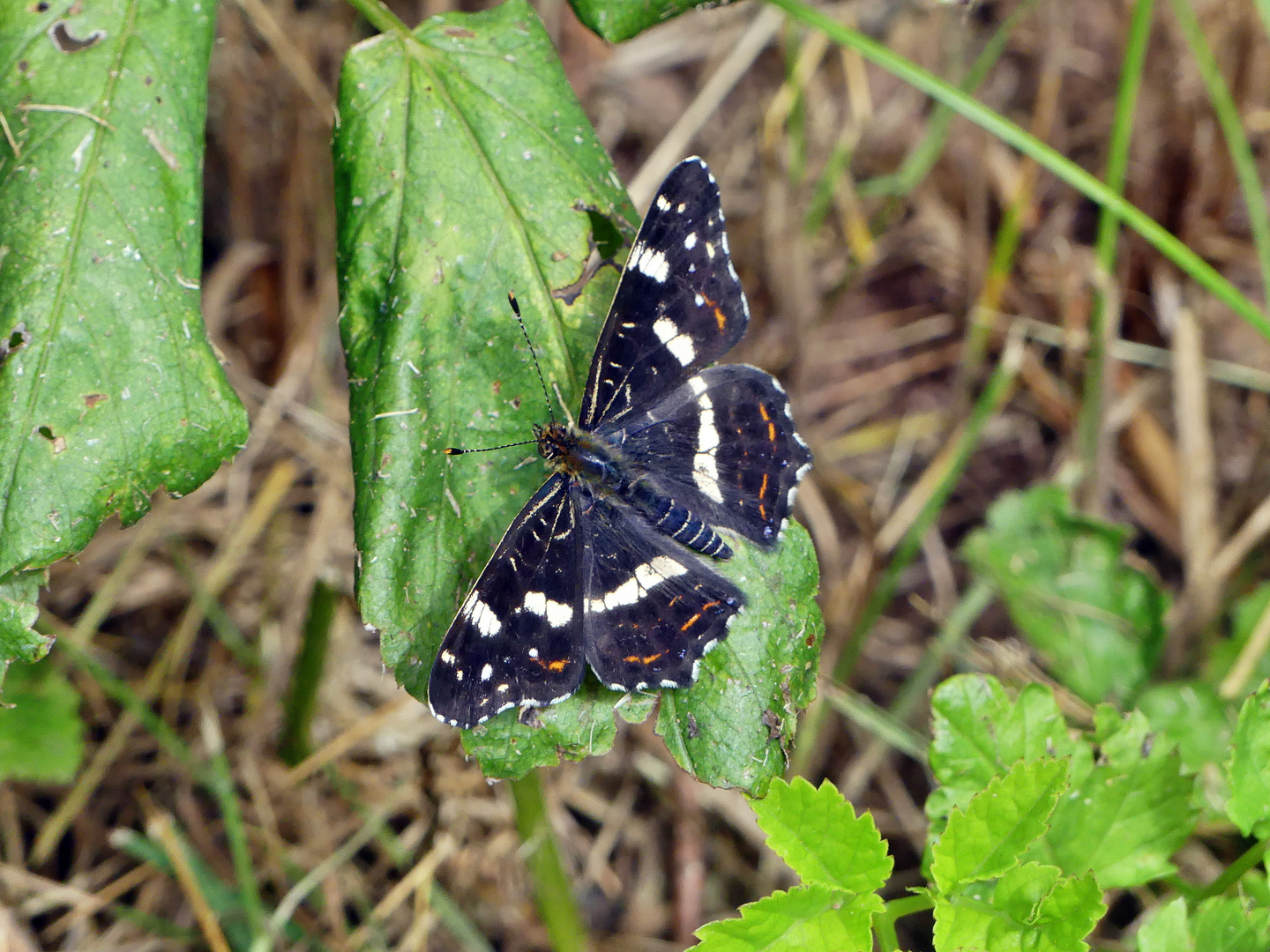 Ein Landkärtchen, Araschnia levana.