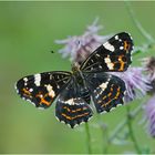 Ein Landkärtchen (Araschnia levana) der 2. Generation . . .