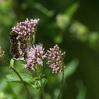 ein Landkärtchen in seinem Element