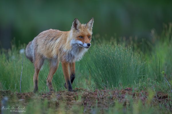 Ein langbeiniger Fuchs?