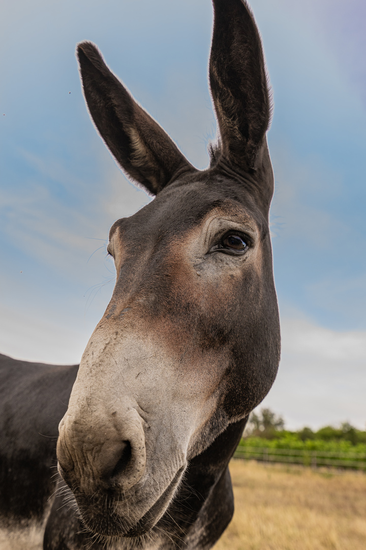 Ein Lange-Nase-Foto 