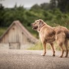 ein langer Heimweg...