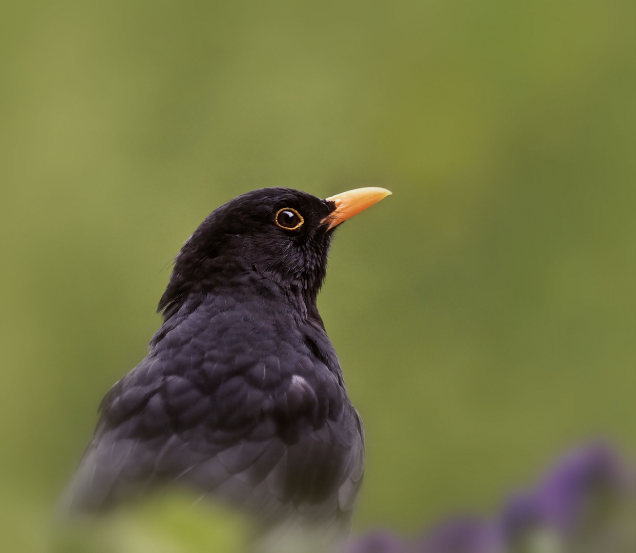 Ein langer sorgenvoller Blick...