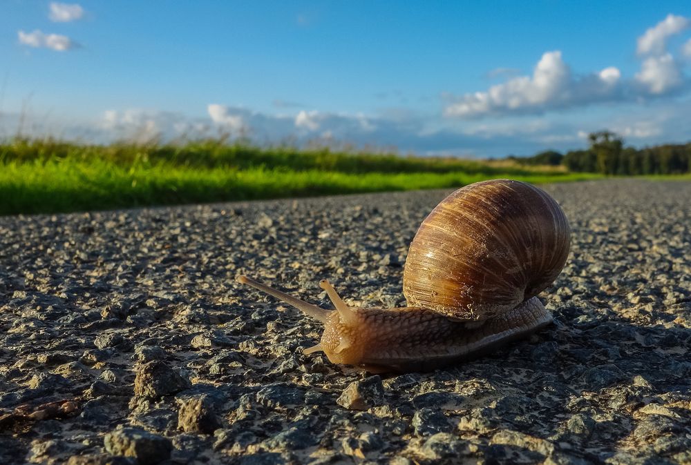 Ein langer Weg