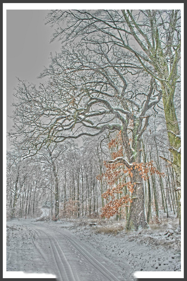 ...ein langer Weg ...durch Winter Wald, stille Hoffnung der Frühling kommt bald...