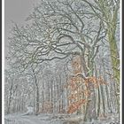 ...ein langer Weg ...durch Winter Wald, stille Hoffnung der Frühling kommt bald...