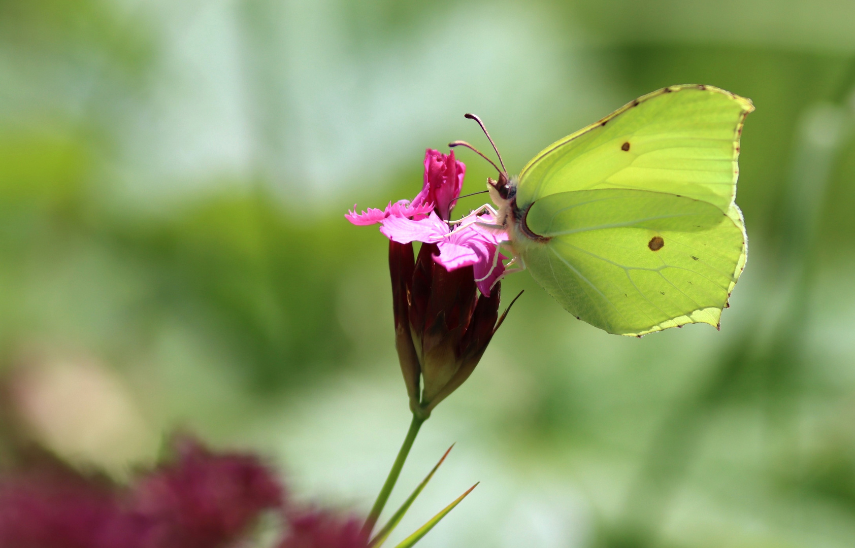 ein langlebiger Schmetterling