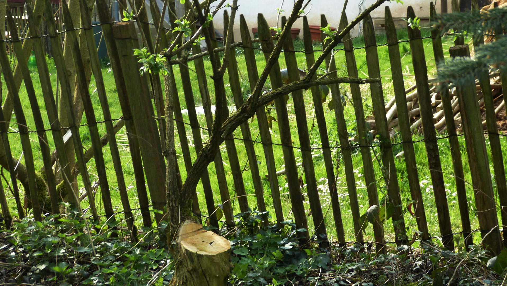 ein Lattenzaun -mit Zwischenraum - hindurchzuschau'n