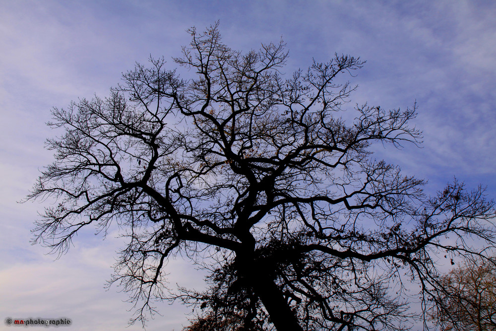 ...ein Laubbaum im Herbst