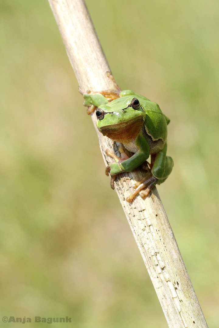 Ein Laubfrosch als "Geburtstagsgeschenk"