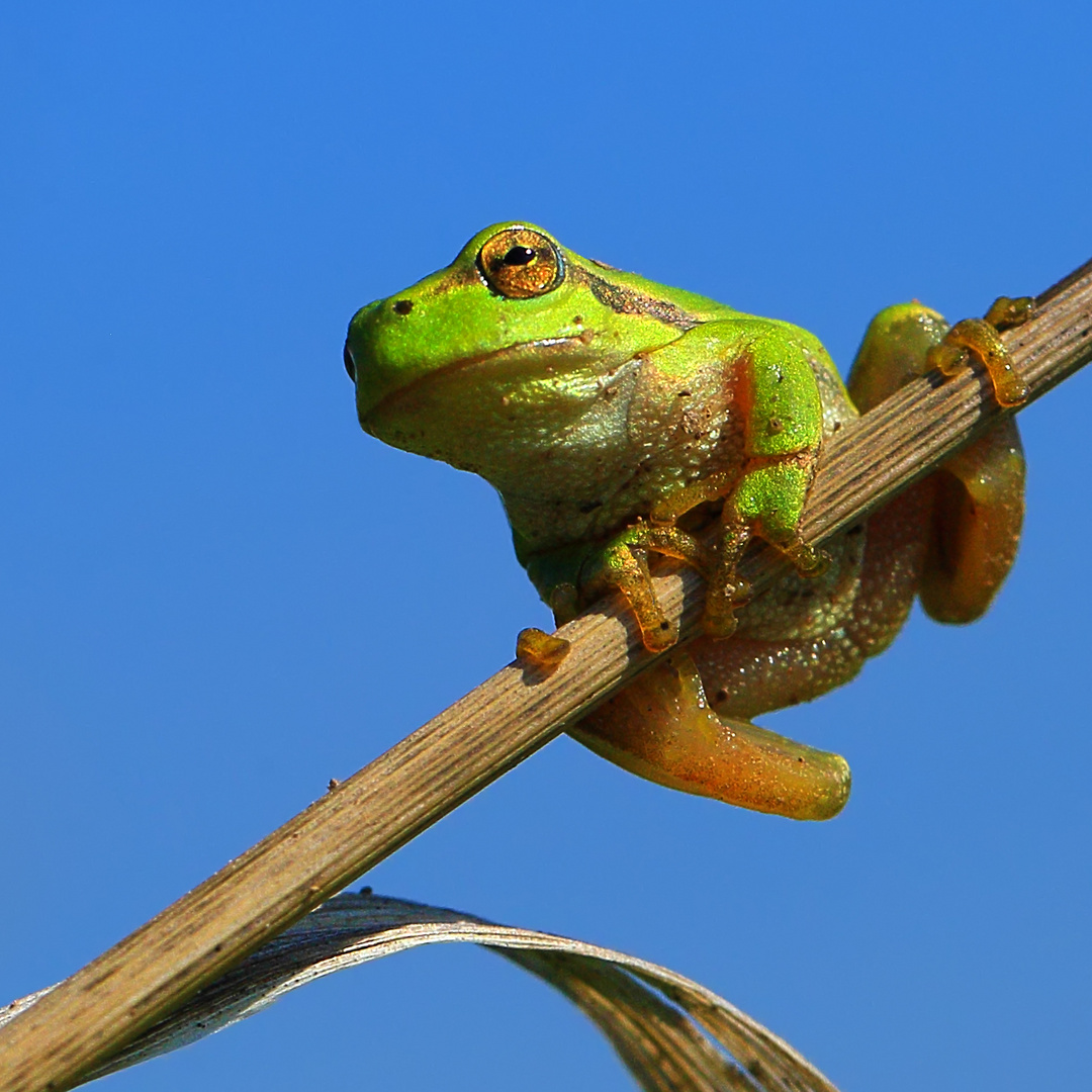 ein Laubfrosch...