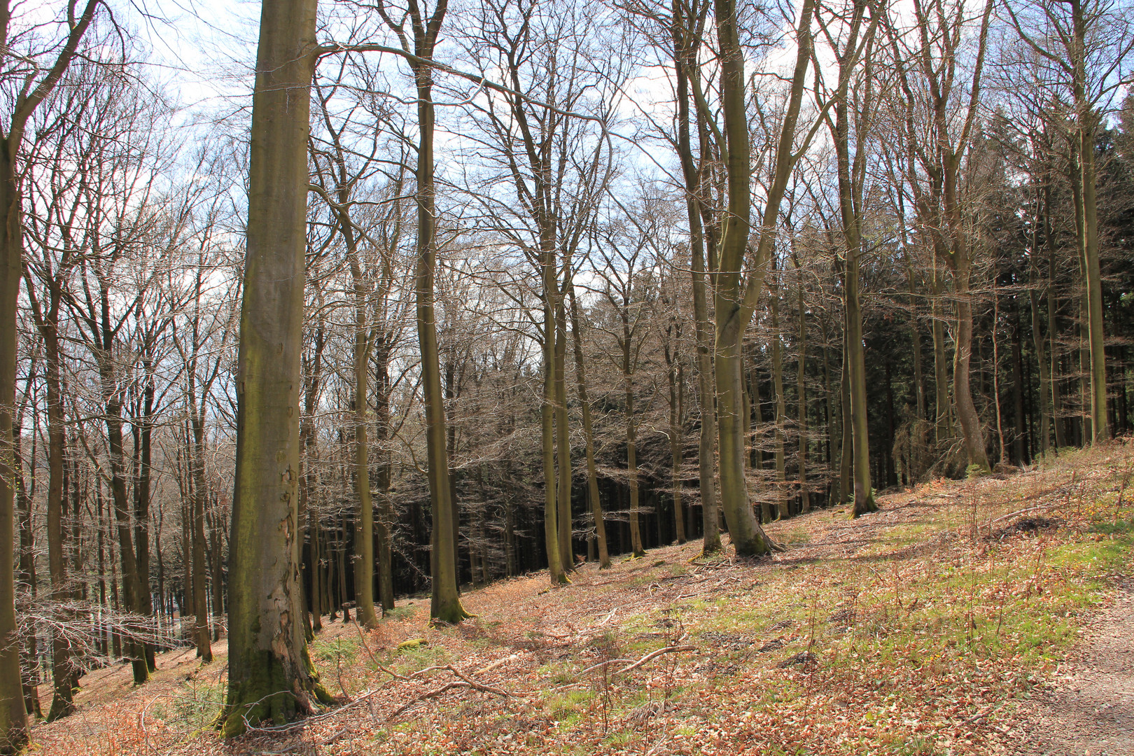 Ein Laubwald im Sauerland im April